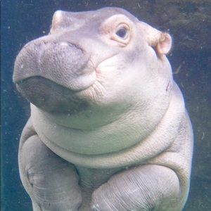 Meet your Posher, Jeanie